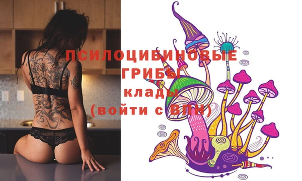 прущие грибы Аркадак